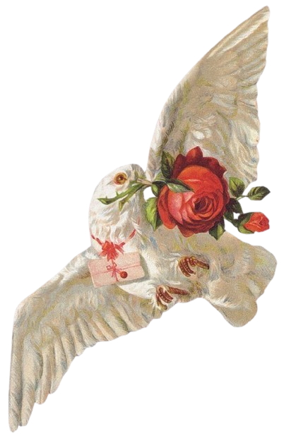 dove1