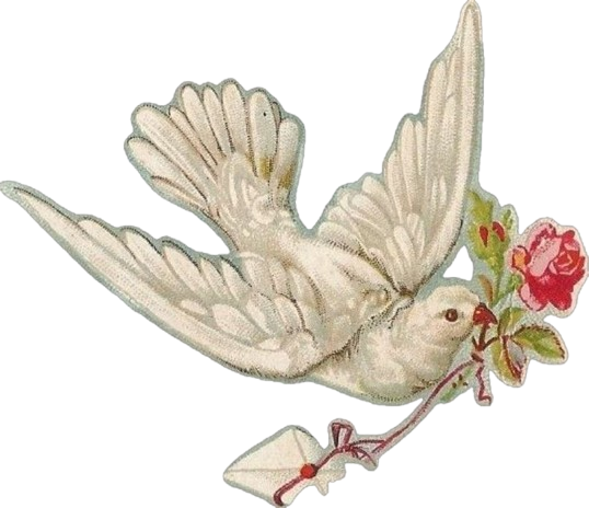 dove2