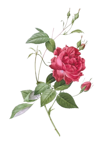 rose1
