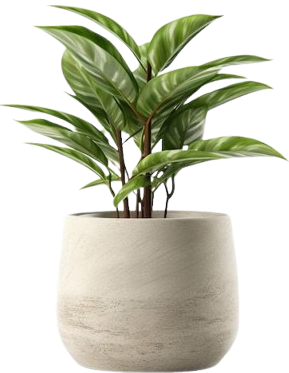 shelfplant1